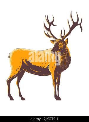 WPA-Plakatkunst eines Elchs, Cervus canadensis oder wapiti von der Seite auf isoliertem weißem Hintergrund im Stil der Werkprojektverwaltung oder ausgeführt Stockfoto