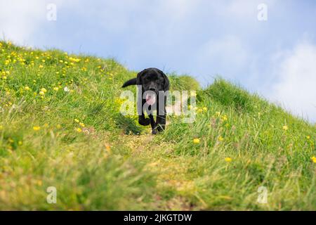 Ein schwarzer Labrador Retriever rennt auf die Kamera zu entlang eines schmalen Pfades durch eine Bergwiese, die mit gelben Wildblumen übersät ist, in Italien. Stockfoto