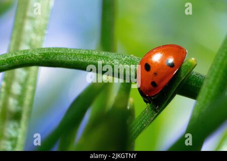 Nahaufnahme eines Marienkäfer auf dem Gras bei Tageslicht Stockfoto