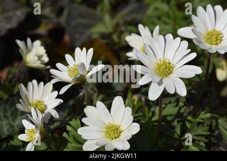 Ein schöner Blick auf die Anemone sylvestris Blumen in einem Garten Stockfoto