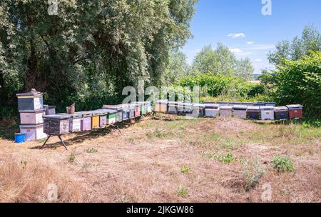 Holzkisten für die Bienenhaltung auf einem Feld in Siebenbürgen, Rumänien ein sonniger Sommertag Stockfoto