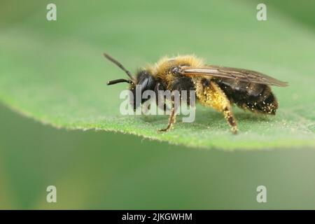 Nahaufnahme einer weiblichen Gwynne-Bergbaubiene, Andrena bicolor, die auf einem grünen Blatt im Garten ruht Stockfoto