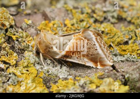 Detaillierte Nahaufnahme der bunten Büffelbögen Eulchenmotte, Habrosyne pyritoides, die auf Holz sitzen Stockfoto