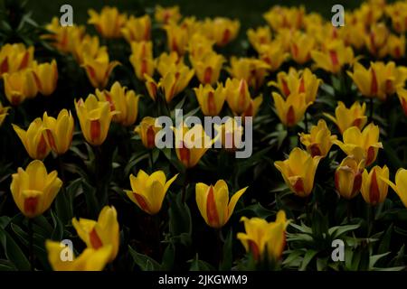 Die blühenden, gelb-schönen Seerosen-Tulpen im botanischen Garten Keukenhof Stockfoto