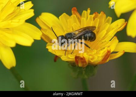 Nahaufnahme einer großköpfigen Panzerharzbiene, Heriades truncorum in einem gelben, glatten Hagebart sitzend, Crepis capilaris, Blume Stockfoto