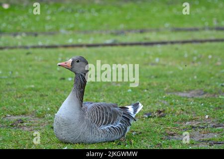 Die Nahaufnahme der Greylag-Gans, die auf dem Boden sitzt Stockfoto