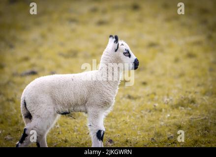 Eine Nahaufnahme eines niedlichen schwarz getupften Lammes, das auf dem grünen Gras steht Stockfoto