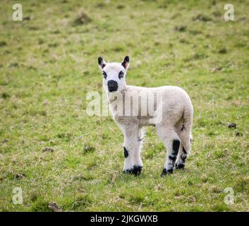 Eine Nahaufnahme eines niedlichen schwarz getupften Lammes, das auf dem grünen Gras steht Stockfoto