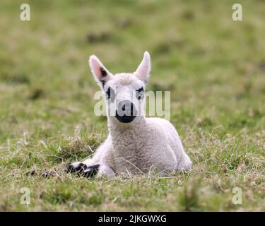 Eine Nahaufnahme eines niedlichen schwarz gefleckten Lammes, das auf dem grünen Gras liegt Stockfoto