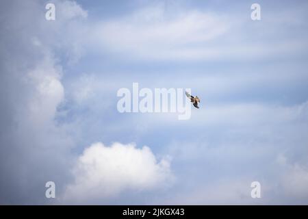 Ein Bussard (Buteo buteo) mit weit verbreiteten Flügeln, die hoch am Himmel fliegen Stockfoto