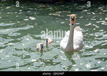 swan mit ihren zwei niedlichen Cygnets auf dem Wasser Stockfoto