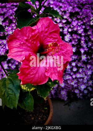 Eine vertikale Aufnahme einer rosa chinesischen Hibiskusblüte mit grünen Blättern im Freien Stockfoto