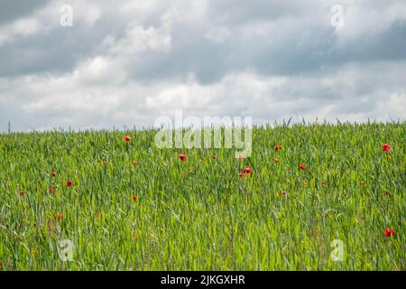 Schöne rote Mohnblumen unter den Kulturen mit einem stürmischen Sommerhimmel im Hintergrund Stockfoto