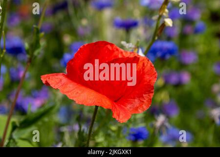 Schöner leuchtend roter Mohn mit unscharfen, lebhaften, blauen Kornblumen im Hintergrund Stockfoto