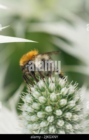 Vertikale Nahaufnahme einer braunen, gebänderten Carder-Biene, Bombus pascuorum auf einer großen Distelblüte des Eryngium giganteum Stockfoto