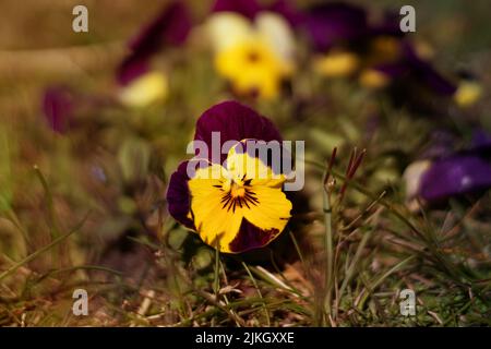 Eine Nahaufnahme eines gelben und violetten Stiefmütterchen auf einer Wiese Stockfoto