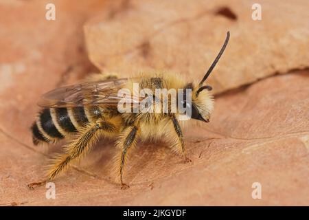 Detaillierte Nahaufnahme einer haarigen männlichen Pantaloon-Biene, Dasypoda hirtipes auf einem getrockneten Blatt Stockfoto