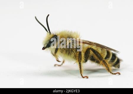 Detaillierte Nahaufnahme einer haarigen männlichen Pantaloon-Biene, Dasypoda hirtipes vor weißem Hintergrund Stockfoto