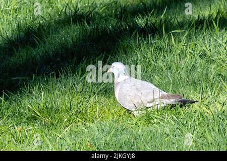 Eine einsame Waldtaube, die in einem Grasland umherstreift Stockfoto