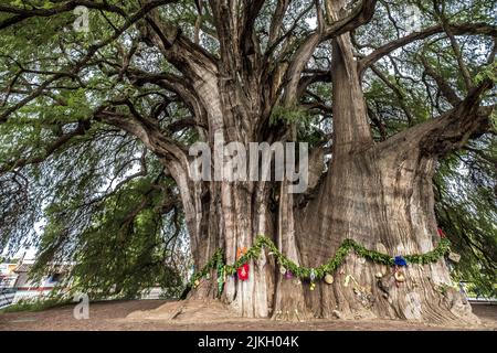 Der Baum der Tule in der Stadt Santa Maria del Tule in Oaxaca im Süden Mexikos Stockfoto