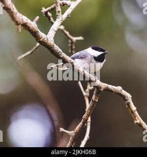 Eine selektive Fokusaufnahme von carolina Chickadee, die auf einem Baumzweig thront Stockfoto