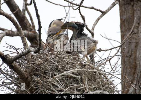 Großer Blaureiher, Ardea Herodias, Babyvögel, die Flügel im Nest strecken. Stockfoto