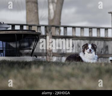 Ein schwarz-weißer australischer Schäferhund sitzt im Hof Stockfoto