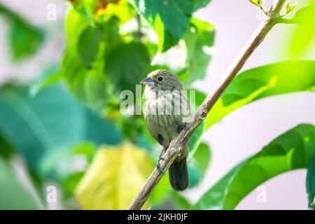 Kleine Hündin Blau-Schwarz Grassquit in einem Garten in Trinidad und Tobago. Stockfoto