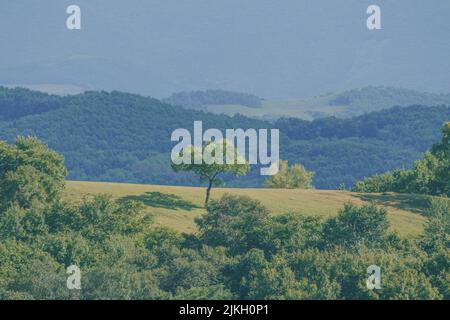 Ein schöner Blick auf einen Wald mit grünen Bäumen unter dem klaren Himmel Stockfoto