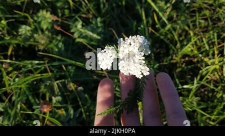 Eine Nahaufnahme einer Hand, die weiße Blüten von Schafgarbe berührt Stockfoto