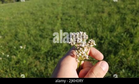 Nahaufnahme einer Hand, die eine Pflanze mit kleinen Blüten hält Stockfoto