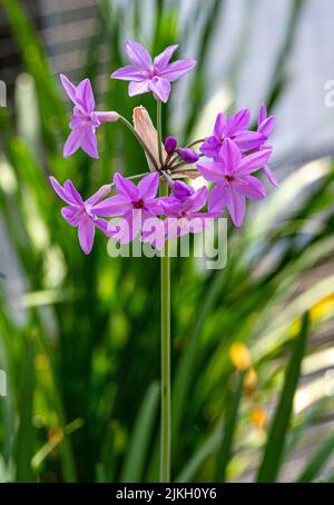 Nahaufnahme des blühenden violetten Knoblauchs (Tulbaghia violacea) Stockfoto