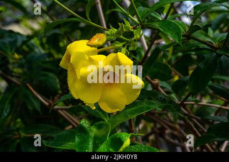 Schöne gelbe Blume Goldene Trompete Rebe, Gelbe Glocke (Allamanda cathartica) Stockfoto