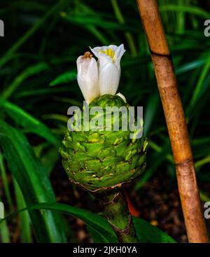 Nahaufnahme der weißen Blüte von kreppem Ingwer (Costus speciosus) Stockfoto