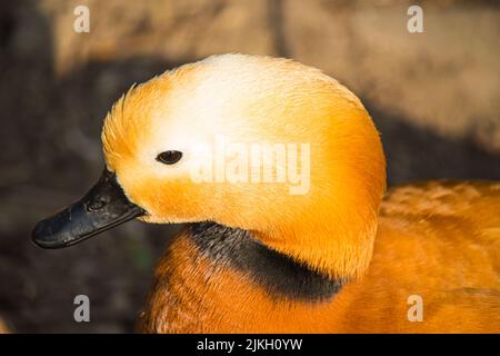 Nahaufnahme eines schönen Ruddy-Vogels bei Tageslicht Stockfoto