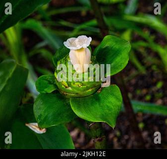 Nahaufnahme der weißen Blüte von kreppem Ingwer (Costus speciosus) Stockfoto