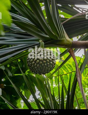 Gewöhnlicher Schraubpfeifer ( Pandanus utilis ) aus der Nähe. Exotische leckere Früchte von der tropischen Insel Madagaskar. Stockfoto