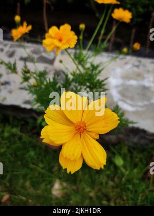 Eine vertikale Nahaufnahme des gelben Schwefelkosmos (Cosmos sulfureus) Stockfoto