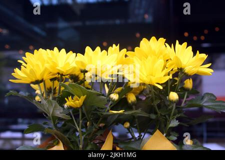 Eine Nahaufnahme von Baltica Yellow Chrysanthemen in einem Bouquet Stockfoto