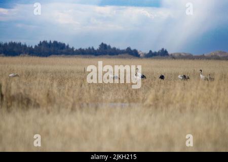 Eine schöne Aufnahme von gewöhnlichen Kranichen auf einem Feld Stockfoto