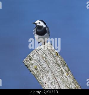 Eine wunderschöne Aufnahme einer Schwarzrückenstelze auf einem abgeschnittenen Baum Stockfoto