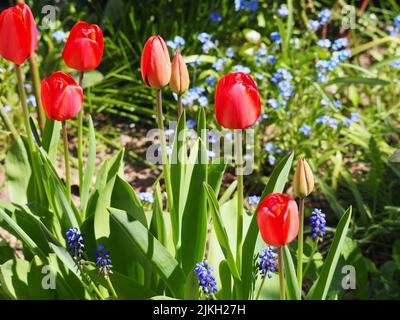 Eine Nahaufnahme von roten Tulpen und violetten Traubenhyazinthen im flachen Fokus und mehreren Vergissmeinnicht im Hintergrund Stockfoto