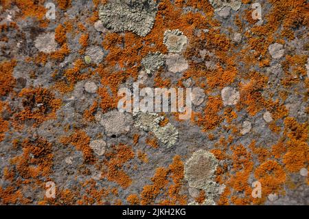 Eine Vollformataufnahme einer goldorangefarbenen Flechte an einer Steinwand Stockfoto