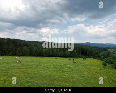 Eine Vogelperspektive auf Pferde, die an einem bewölkten Tag auf einer Weide gegen grüne Bäume grasen Stockfoto