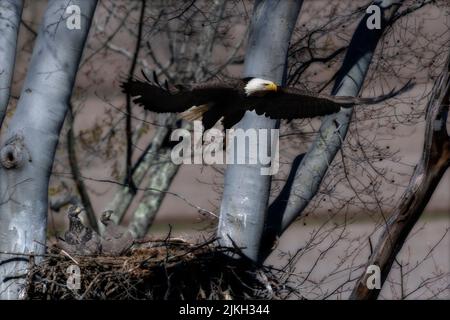 Weißkopfseeadler fliegt vom Nest, um im Baum zu brüten Stockfoto