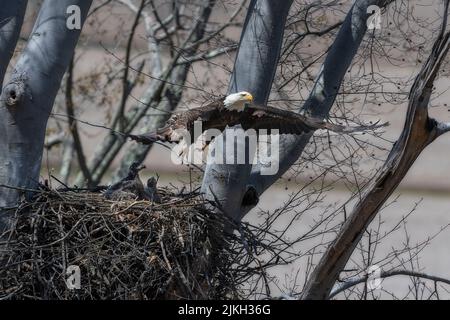 Weißkopfseeadler fliegt vom Nest, um im Baum zu brüten Stockfoto