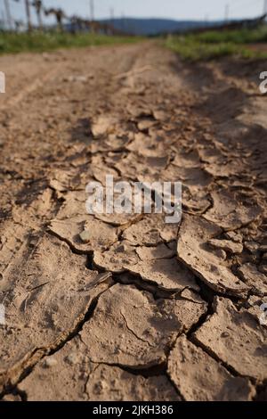 Eine vertikale Nahaufnahme eines getrockneten braunen Pfades auf einem Feld Stockfoto
