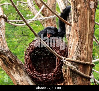 Eine Nahaufnahme eines rotgesichtigen Spinnenaffen auf einem runden Nest in einem Baum Stockfoto