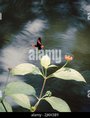 Eine vertikale Aufnahme eines roten Postmann-Schmetterlings, der auf einer Blume auf verschwommenem Hintergrund sitzt Stockfoto