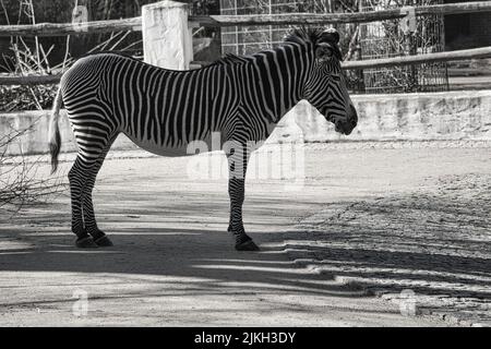 zebra aus dem berliner Zoo in deutschland. Detailreiches Muster in Fell Stockfoto